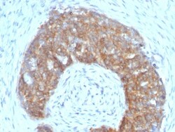 TFF1/pS2 Antibody (SPM313), Novus Biologicals 0.2 mg | Buy Online | Novus Biologicals | Fisher Scientific